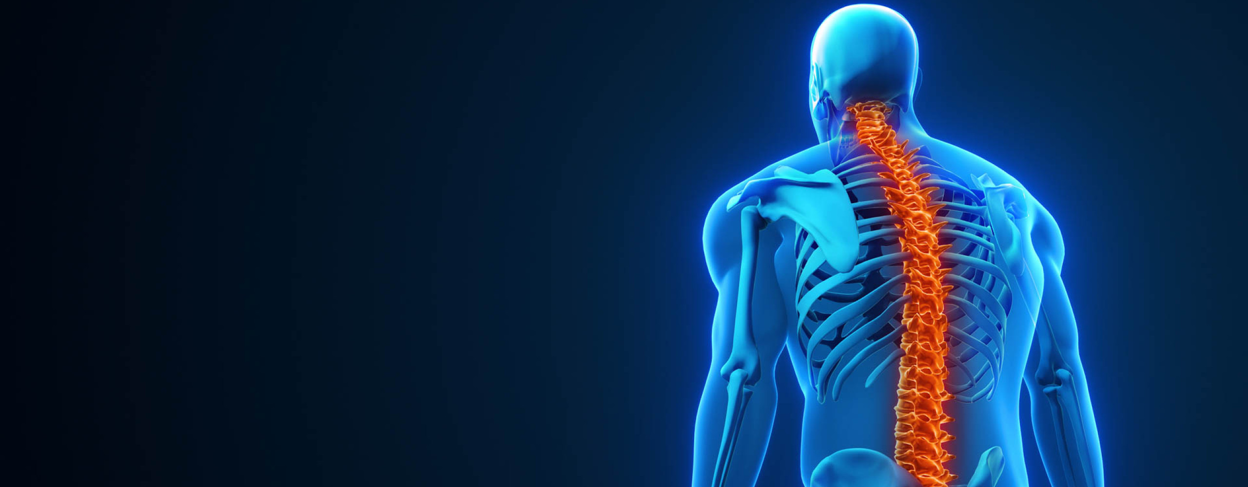 Eine 3D-Animation eines Skeletts, die krumme Wirbelsäule ist orange hervorgehoben.